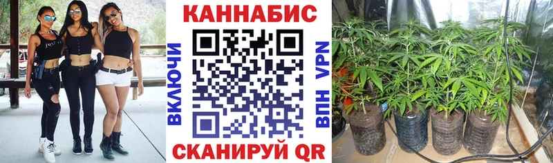 наркотики  Юрга  Каннабис сатива 